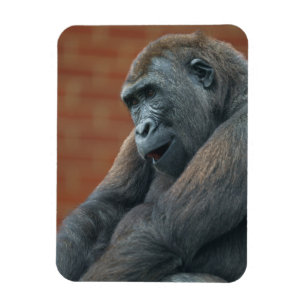 Gorilla Shufai Magnet