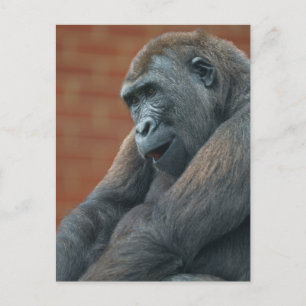 Gorilla Shufai Postcard