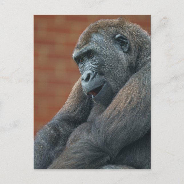 Gorilla Shufai  Postcard (Front)
