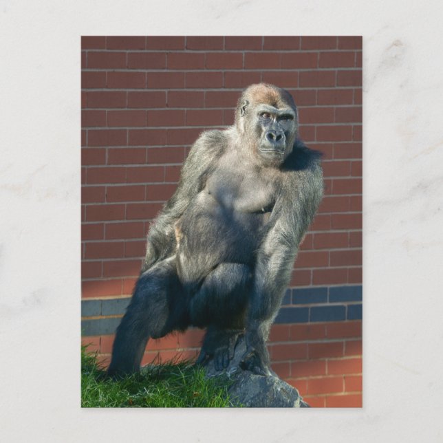 Gorilla Sitting On A Rock Postcard (Front)