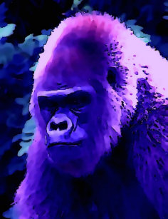 Gorilla Face Accessories Zazzle Com Au Gorilla Face Accessories Zazzle Com Au