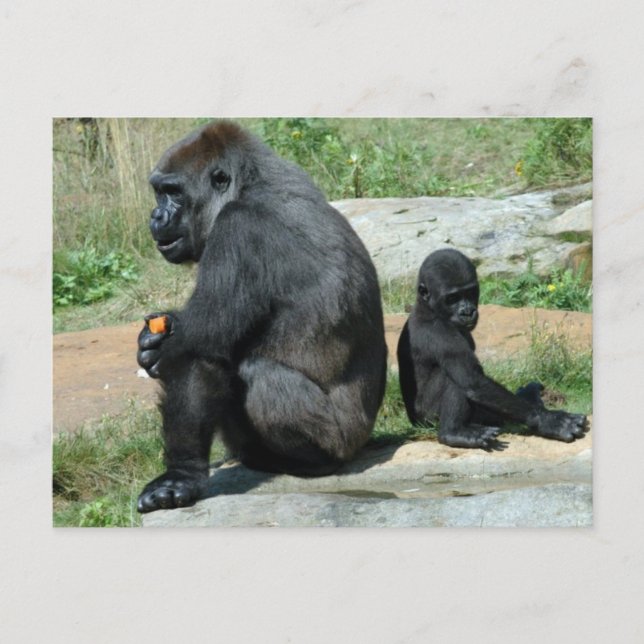 Gorilla Time Out Postcard (Front)