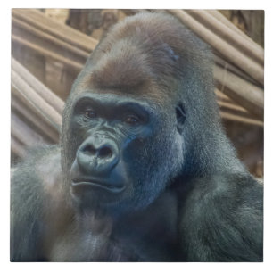 Gorilla up close ceramic tile