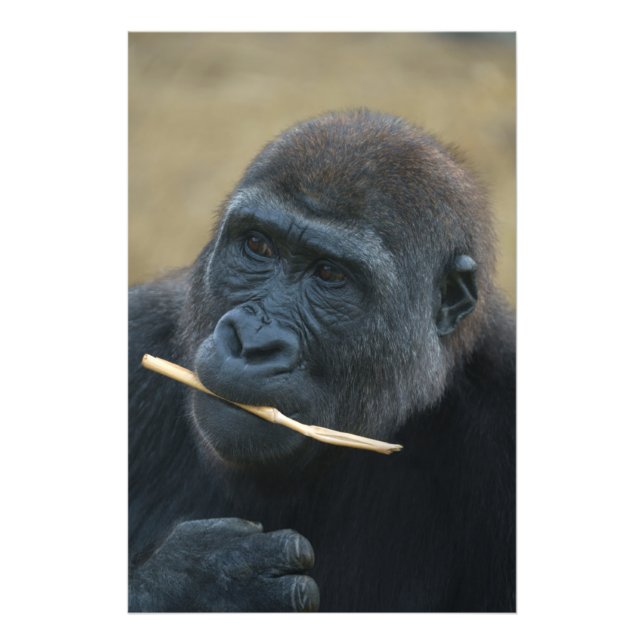 Gorilla Youngster Shufai Photo Print (Front)