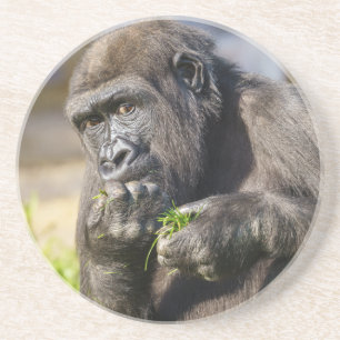 Gorilla Youngster Square Paper Coaster