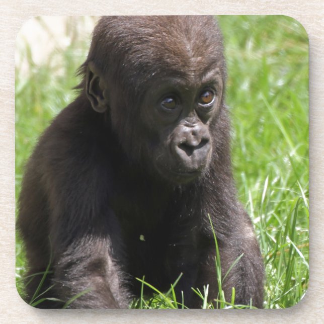 gorillababy coaster (Front)