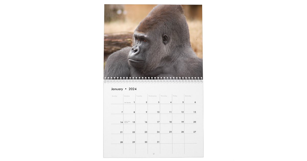 Gorillas Calendar, Gorillas Calendar Zazzle