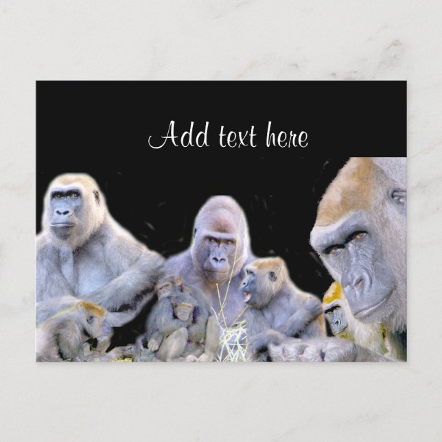 Gorillas & Chimpanzees_ Postcard (Front)