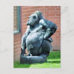 GORILLAS POSTCARD