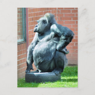 GORILLAS POSTCARD