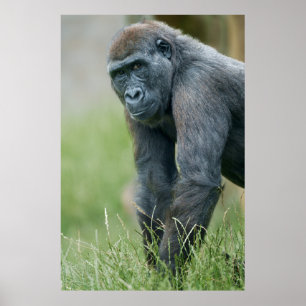 Gorilla's Tranquil Meadow Portrait Poster