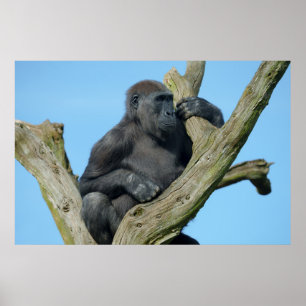 Gorilla's Tranquil Tree Perch Poster