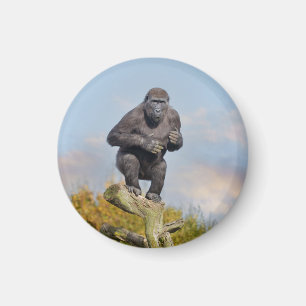 Gorilla's Tree-Balancing Act Magnet