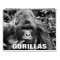 Gorillas Wall Calendar