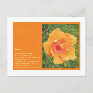 Gorse Postcard