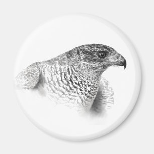 Goshawk Drawing Magnet