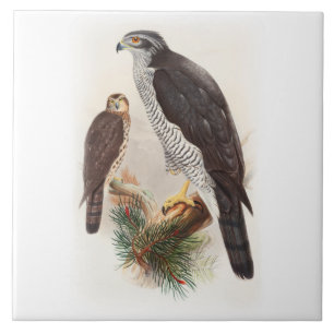 Goshawk John Gould Birds of Great Britain Wildlife Ceramic Tile