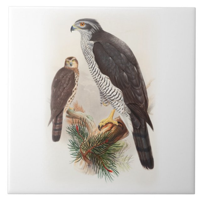 Goshawk John Gould Birds of Great Britain Wildlife Ceramic Tile (Front)