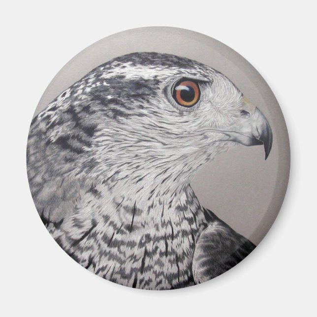 Goshawk Magnet (Front)
