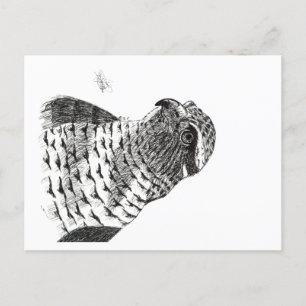 GOSHAWK POSTCARD