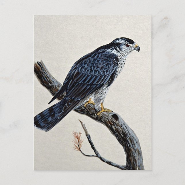 Goshawk Postcard (Front)