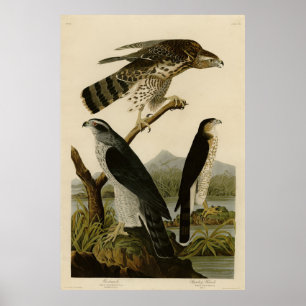 Goshawk, Stanley Hawk, Audubon's Birds of America Poster