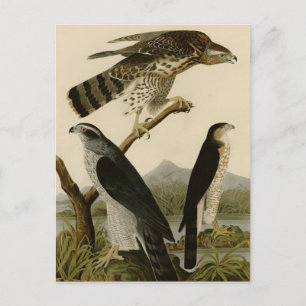 Goshawk & Stanley Hawk Postcard