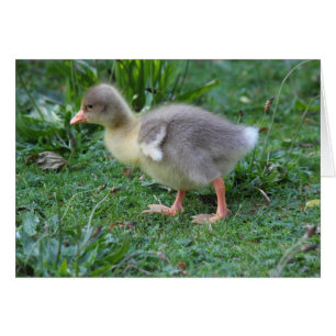 Gosling