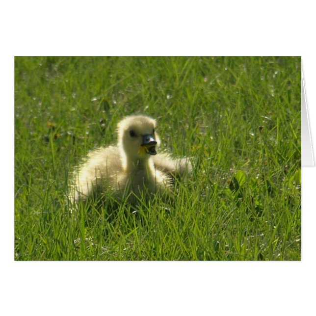 Gosling (Front Horizontal)