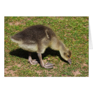 Gosling