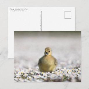 Gosling Nature Photo Postcard