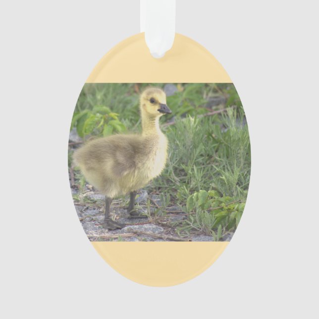 Gosling Photo Ornament  (Front)