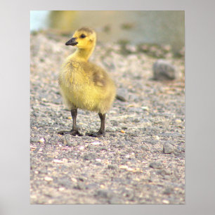Gosling Photo Poster