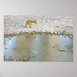 Gosling Photo Poster