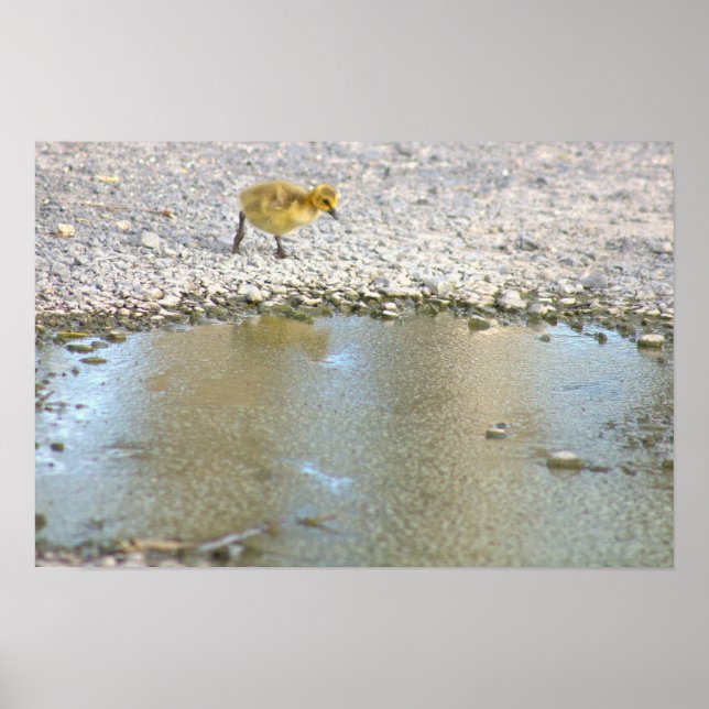 Gosling Photo Poster (Front)