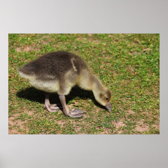 Gosling Poster (Front)