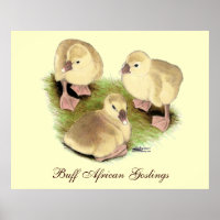 Goslings: Buff African