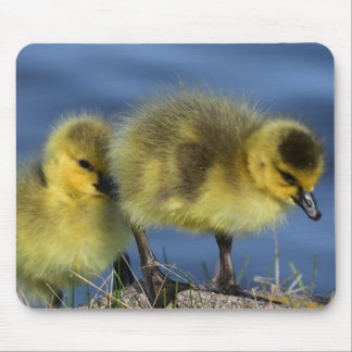 Goslings in Spring Mouse Pad