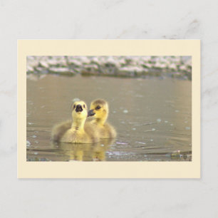 Goslings Photo Postcard