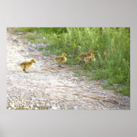 Goslings Photo Poster