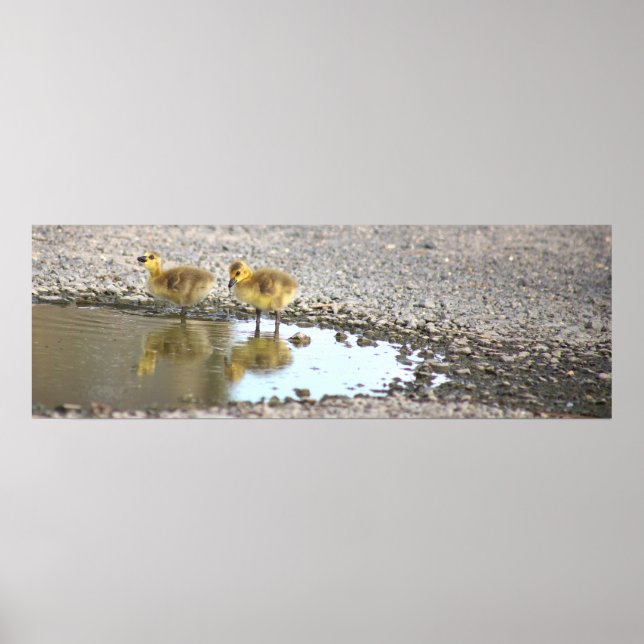 Goslings Photo Poster (Front)