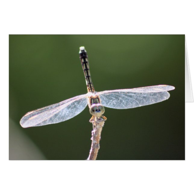 "Gossamer" Dragonfly Photography (Front Horizontal)
