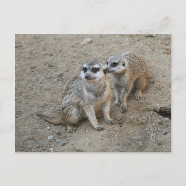 Gossip Postcard (Front)