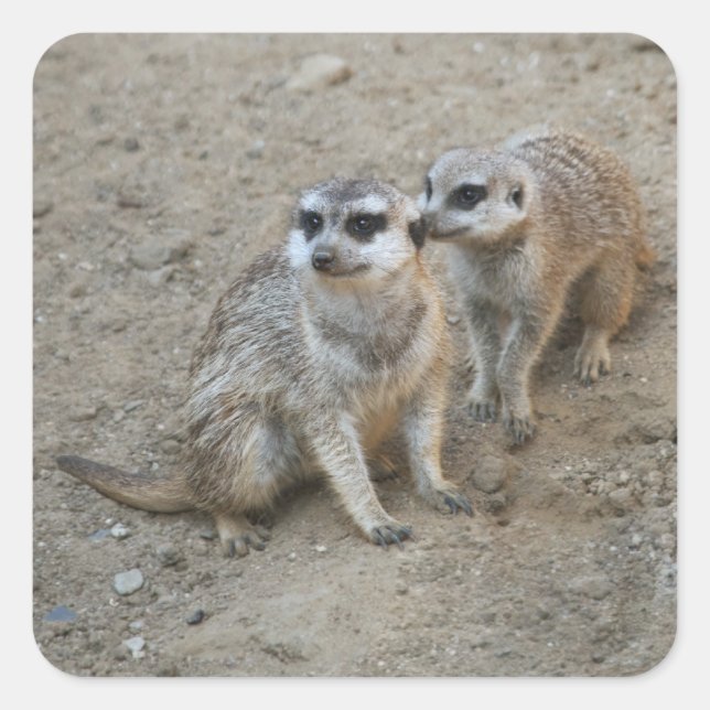 Gossip Sticker (Front)