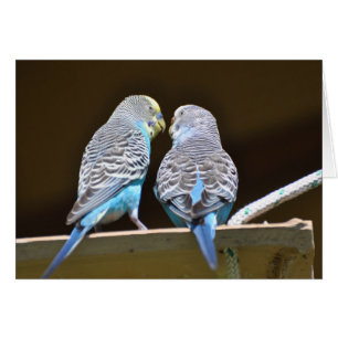 Gossiping Budgies