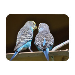 Gossiping Budgies Magnet