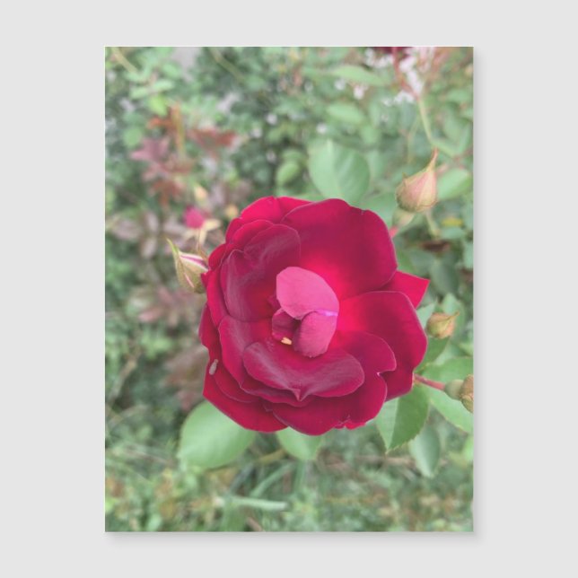 Gossiping Rose Magnet (Front)