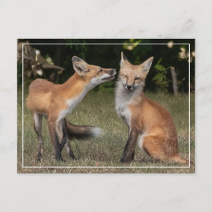 Got A Mint? Postcard