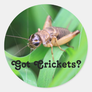 Got Crickets Classic Round Sticker