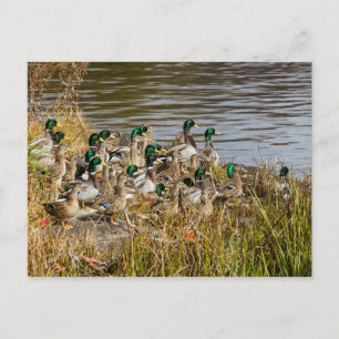 Got Ducks? Postcard